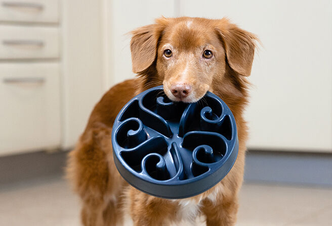 dog holding slow feeder bowl in its mouth